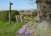 Aubretia and Longridge Fell