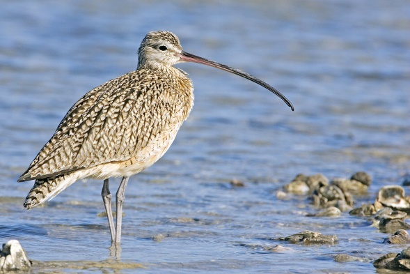 Curlew 1