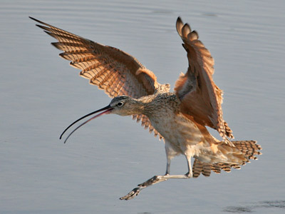 Curlew 2