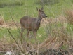 View from a back garden