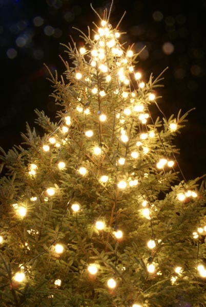 Outdoor-Christmas-Tree-Lights