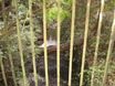 Stream from Footbridge