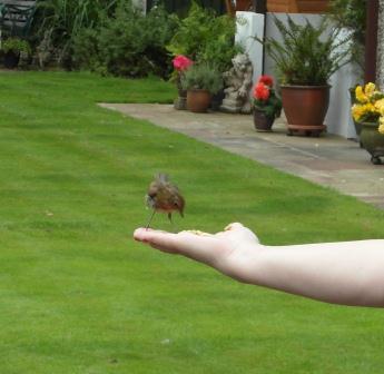 Tame Garden Robin!