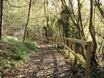 Track down through Boilton Wood