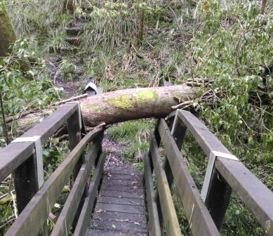 Tree damaged bridge