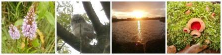 Wetlands Collage 1