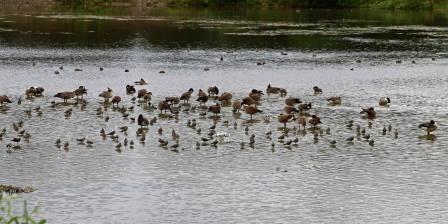 Wetlands Birds